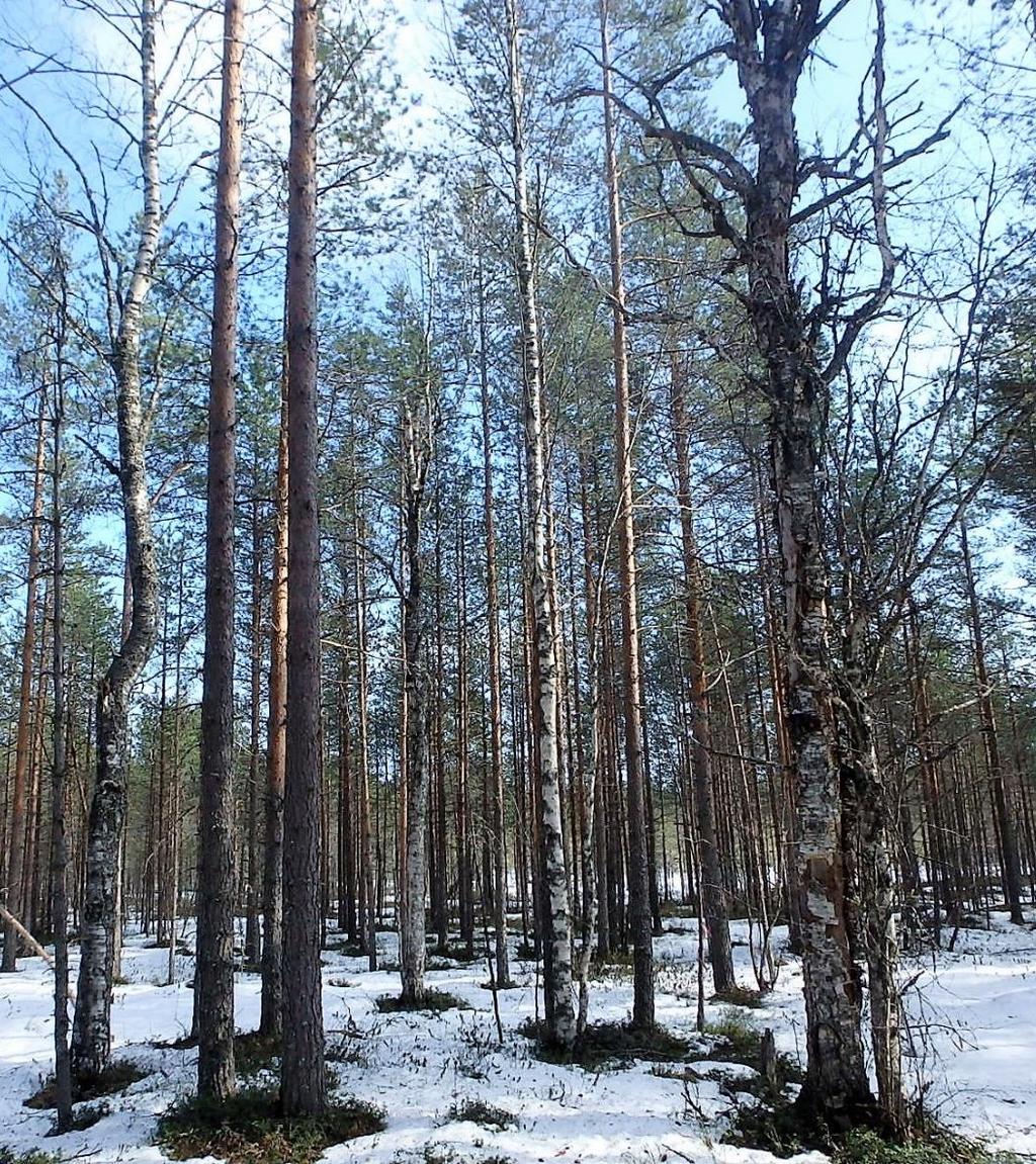 Tikka-havaintoja Tarkastelualueella on muutamia yksittäisiä