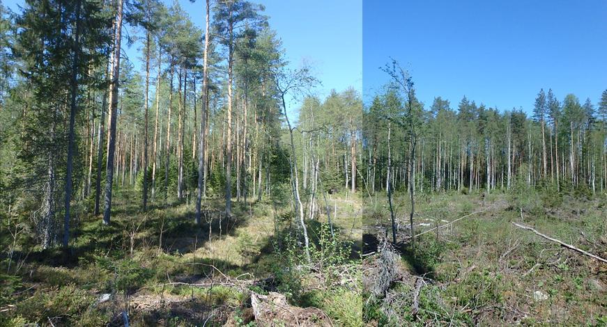 Hakkuuaukko rajautuu pohjoisessa ja idässä avoojiin.