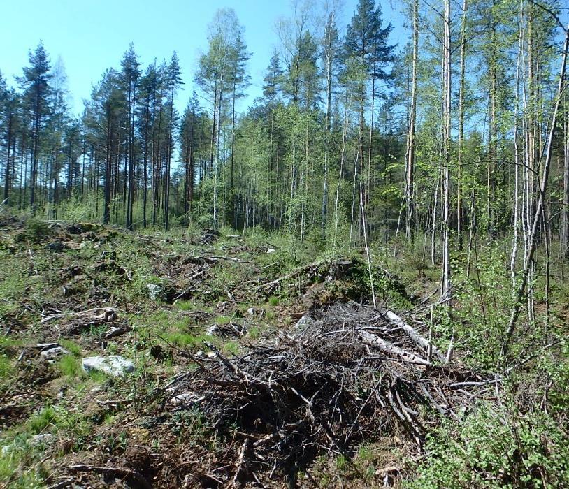 Avohakkuualueiden ja rämäisten