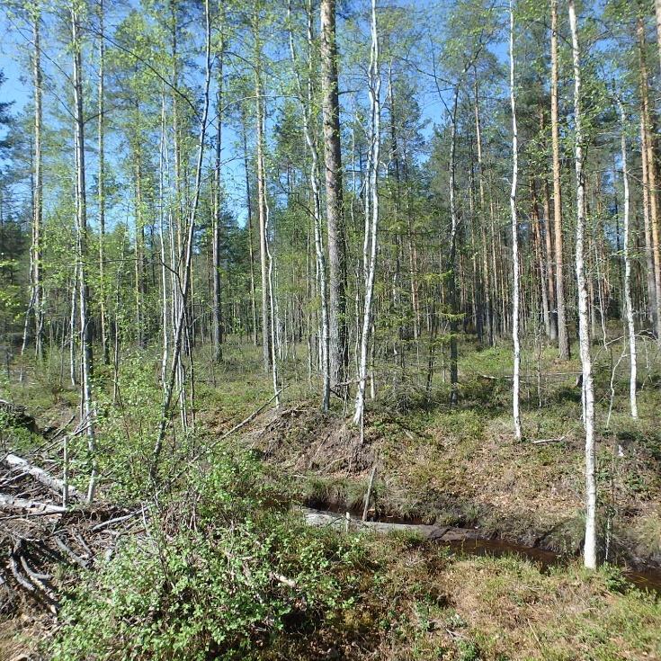 varsilla kasvaa puustoa hieman