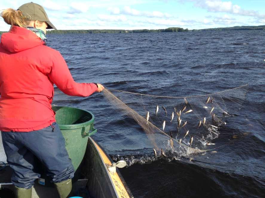 ESITYS HANKASALMEN JÄTEVEDENPUHDISTAMON KALATALOUDELLISEKSI TARKKAILUOHJELMAKSI