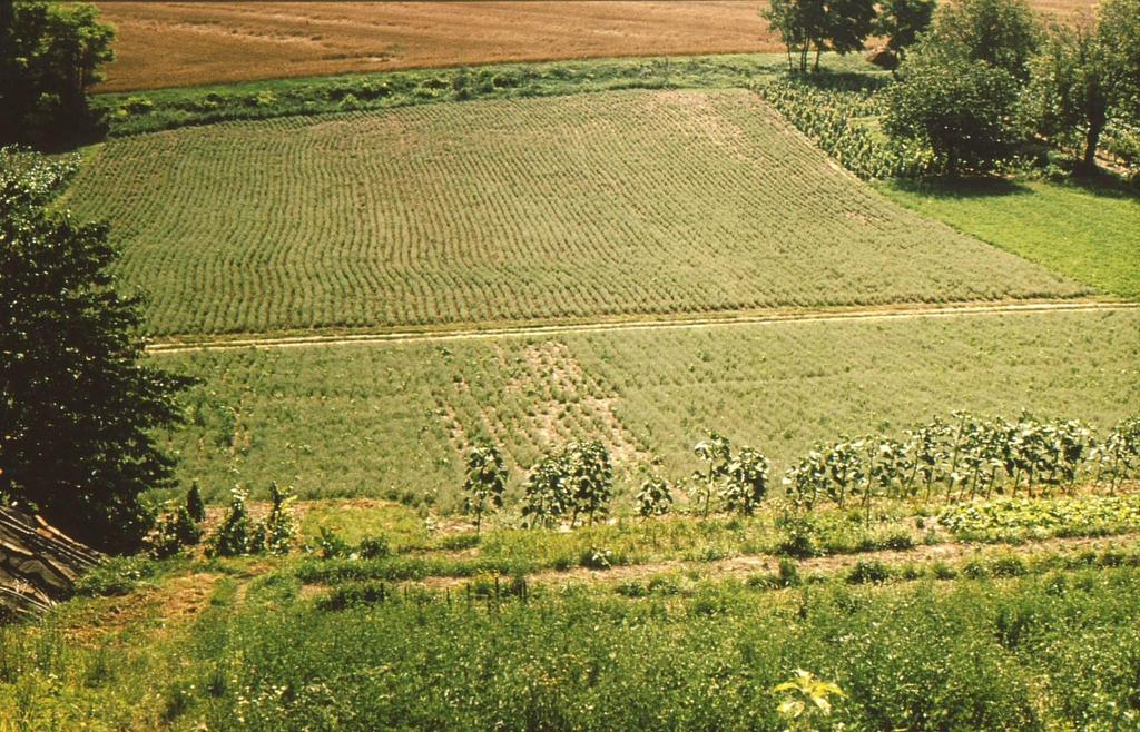 Meiramia viljellään Etelä-Unkarin alueella,