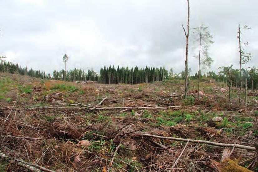 vanmarjatyypin tuoretta kangasta. Avohakkuualueen reunassa lauloi metsäkirvinen ja myös keltasirkku varoitteli alueella. Muuta linnustoa ei lohkon alueella ollut.