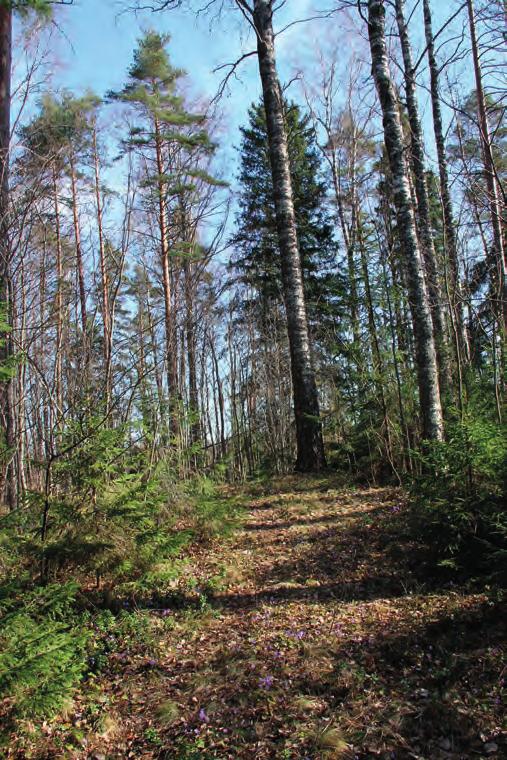 3.2.2 Yhteenveto Pirttiniemen alueen luontoarvoista Valtaosa Pirttiniemen alueesta on tuoretta avohakkuualuetta ja ainoastaan lohkon 4 ja 5 alueella on hieman varttuneempaa metsää jäljellä.