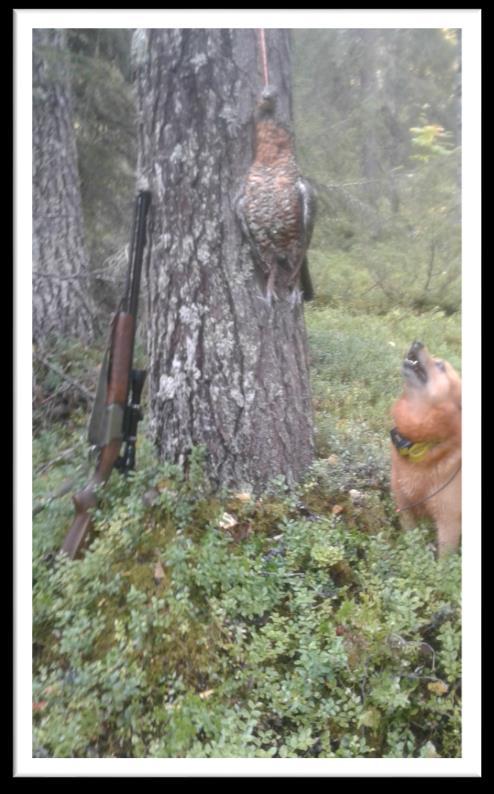 HIRVIKOIRIEN JÄLJESTÄMISKOE KANSAINVÄLISET KOKEET LINT 21.8.2018 Mäntyharju (Tyllilä-Hovi), Neron Haukut. Järj. Mikkelin Erämiehet ry, Mynttilän Metsäpojat R.Y. & Toivolan Erä Ry.