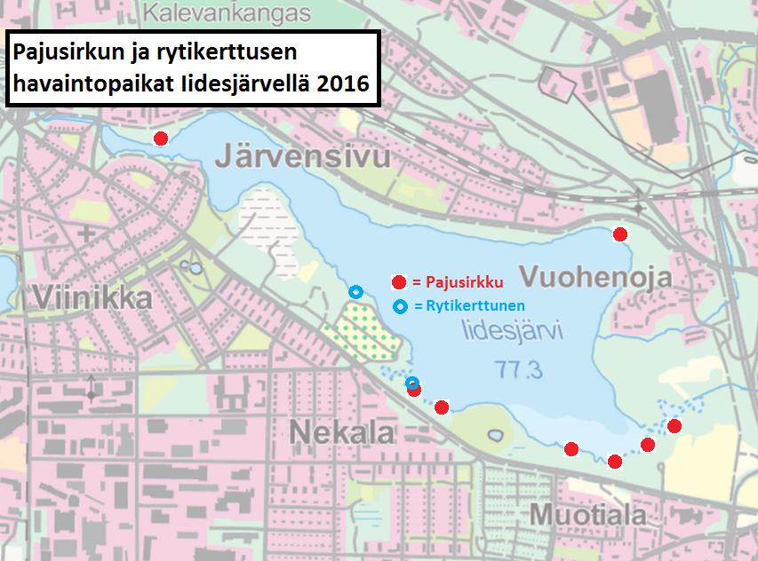 Kalalokki Järvellä tai järven läheisyydessä saattaa pesiä yksi pari. Kala- ja lapintiira Kumpikaan laji ei pesi idesjärvellä, mutta ne ovat sidoksissa järveen ravinnon saannin takia.