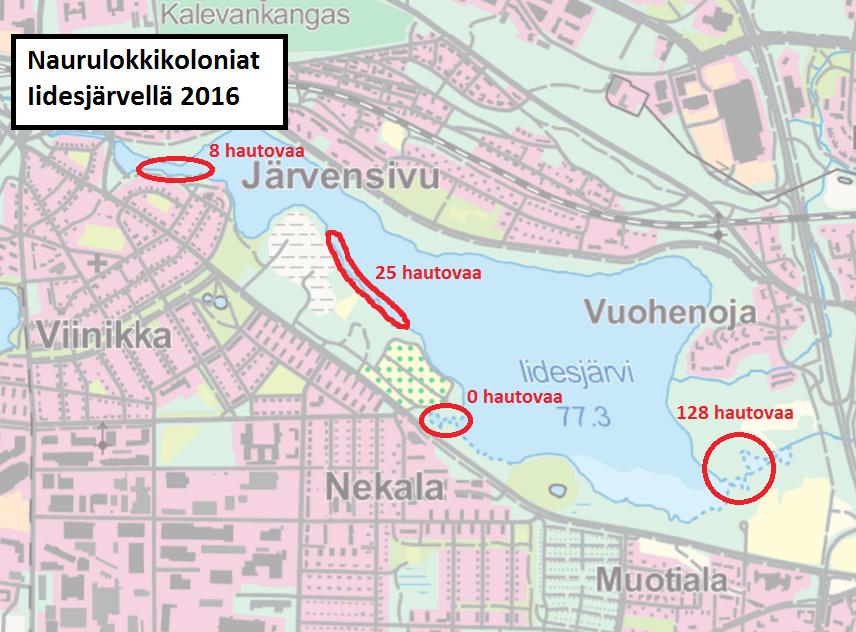 Kartta 4. Naurulokki Uudessa vuoden 2015 uhanalaisuusluokituksessa naurulokki luokiteltiin Suomessa vaarantuneeksi ja Pirkanmaalla silmälläpidettäväksi.