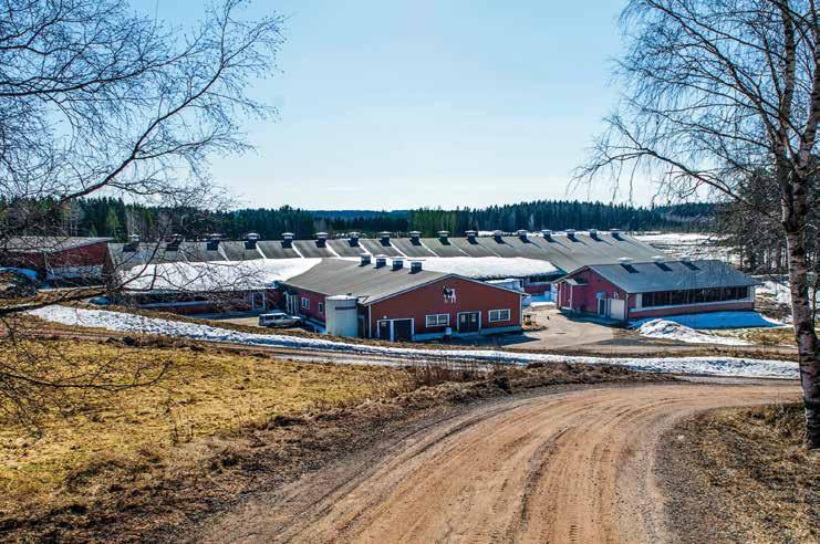 katse eteenpäin Navetan taakse nousee syksyllä uusi pihatto. Lypsävien määrä nousee silloin 330 päähän. Maitoyrittäjät on hyvä foorumi. Siellä tapaa eteenpäin katsovaa ja tilaansa kehittävää porukkaa.