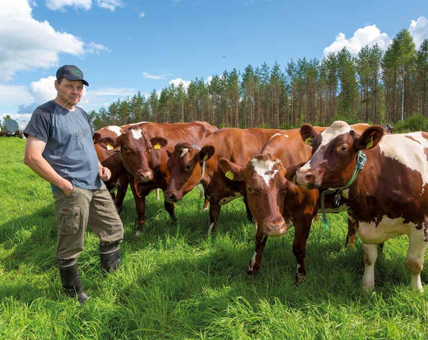 Kestävät ja terveet lehmät takaavat parhaan tuotoksen Paras elinikäistuotos syntyy terveillä lehmillä, joilla on hyvä rakenne.
