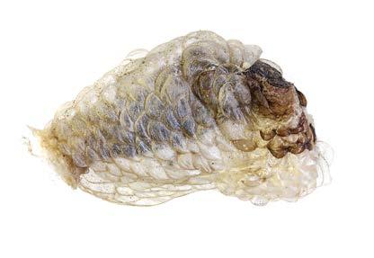 REIJO SILOAHO Coleophora kuehnellan (suomupussikoi) luonteenomainen toukkasäkki, pituus n. 8 mm.