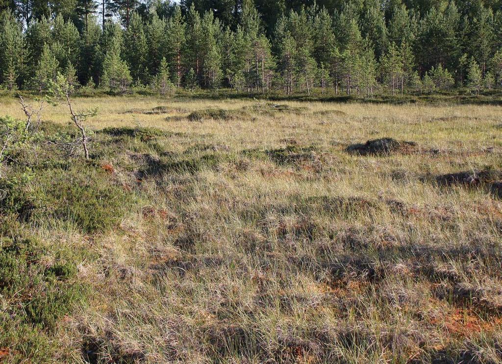 PEKKA MALINEN Buckleria paludum kihokkisulkanen, F 12 mm MATTI ANTTILA TIETOLAATIKKO 1.