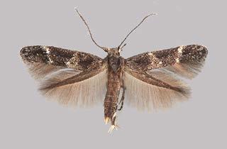 com 10 mm Mompha subbistrigella ojatupsukoi Microlepidoptera of Europe -kirjasarjassa ilmestyi vuonna 2003 mainio kuutta pientä tai pienehköä perhosheimoa, Momphidae mukaan lukien, käsittelevä osa