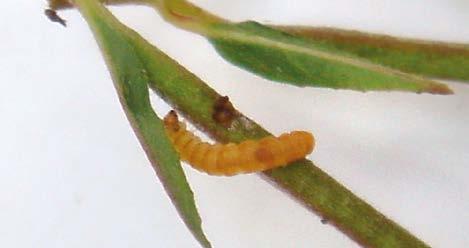 Kirja antaa erinomaisia vihjeitä lajien toukkien etsimiseen ja kasvattamiseen. Mompha subbistrigella -lajin kohdalla tilanne toteutui omalta kohdaltani kesällä 2009.