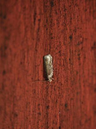 Suomen Perhostutkijain Seura ry Lepidopterologiska Sällskapet i Finland rf TOIMISTO Suomen Perhostutkijain Seura ry:n toimisto avoinna tiistaisin klo 15.30 20.