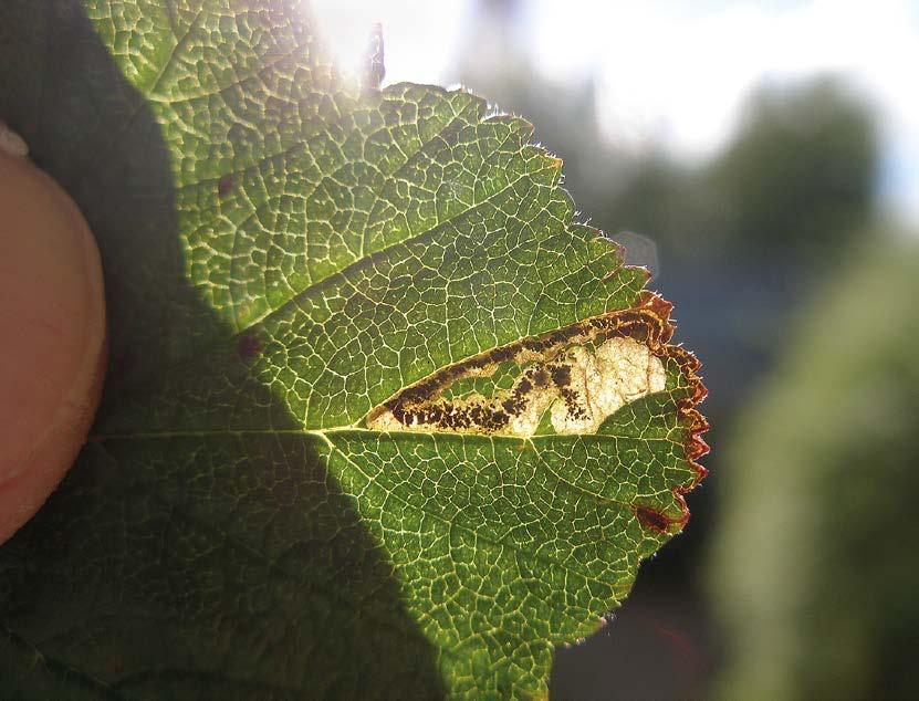 suon näyte (R. chamaemorus) oli suurin ja antoisin. Perhosia kuoriutui tammi-helmikuussa 19 yksilöä. Loispistiäisiä kuoriutui 1 C lajia C.