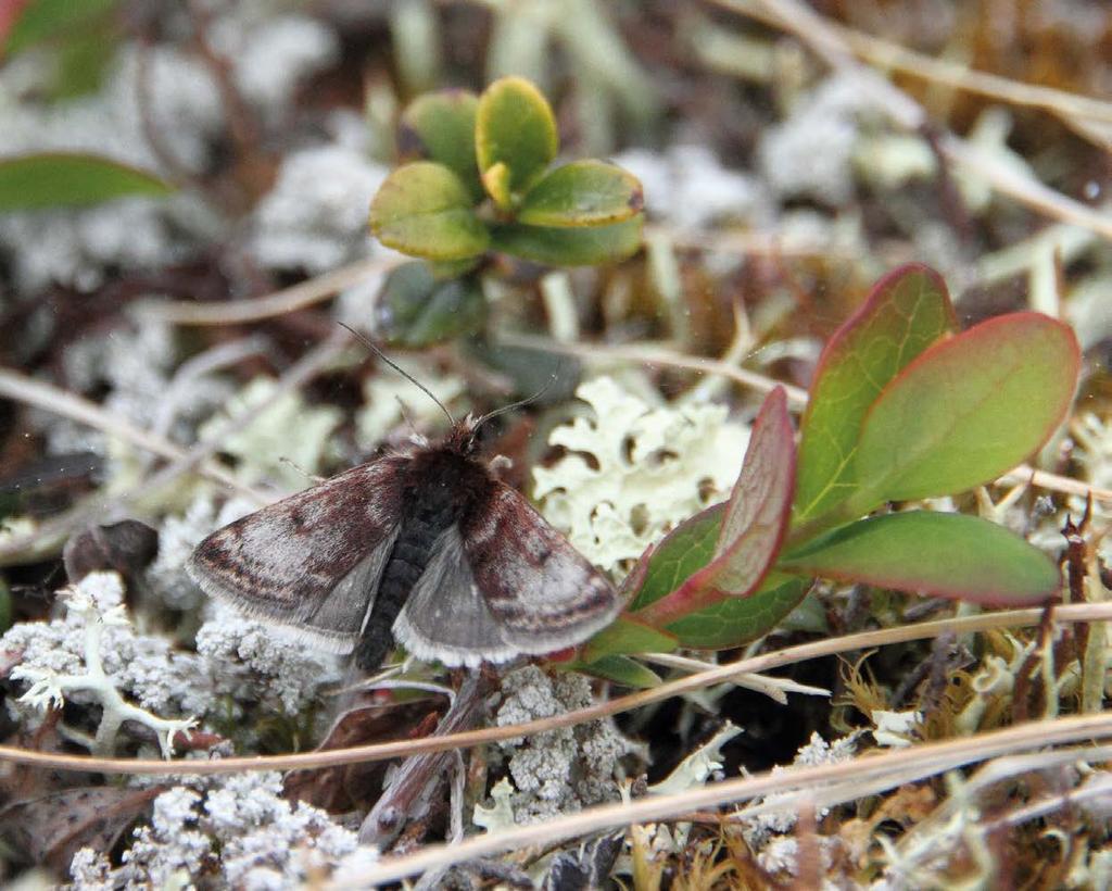 Huomionarvoiset pikkuperhoshavainnot (Micropterigidae Pyralidae) 2009 Panu Välimäki & Jari-Pekka Kaitila KALLE MÄNNISTÖ Lapinkirjokoisalla (Loxostege eohippialis) vaikuttaa olevan havaintomäärien