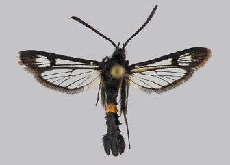 PEKKA MALINEN Synanthedon soffneri kuusamalasisiipi, F Synanthedon culiciformis vesalasisiipi, F Synanthedon myopaeformis omenalasisiipi, F (Ei tavattu Suomesta) xylosteum) (Pühringer &