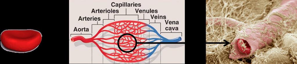 Fosfolipidit ovat solukalvon pääkomponentti.