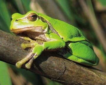 Zelena rega Opis. Zelena rega je majhna, od do 5 cm dolga svetlo zelena žaba. Ima majhno glavo z velikimi izbuljenimi očmi, vodoravne ovalne zenice, in majhen okrogel bobnič.
