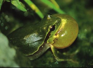 Čeprav so rege naše najmanjše žabe, so najglasnejše, zbor samcev je včasih slišati tudi kilometre daleč.