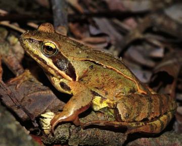 Rosnica Opis. Rosnica je srednje velika, vitka žaba iz rodu rjavih žab, za katere je značilna rjava zaočesna maska. Hrbtna stran je ponavadi enotno rjave, rdečkasto rjave ali rumeno sive barve.
