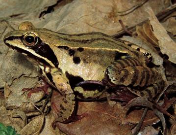Plavček Opis. Plavček je čokata žaba iz rodu rjavih žab, za katere je značilna rjava zaočesna maska. Velikost telesa je od 4 do cm, izjemoma cm, samci pa so ponavadi manjši od samic.