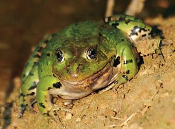 4 Zelene žabe Večina pripadnikov rodu zelenih žab pri nas je križancev med manjšo pisano žabo (Pelophylax lessonae), ki je pogosto enotne zelene barve, in večjo, ponavadi bolj rjavo, debeloglavko