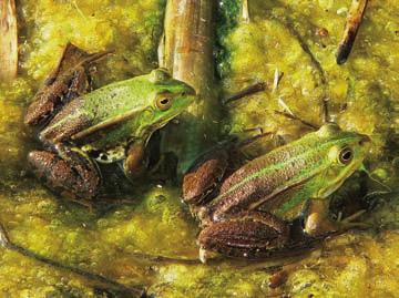 Pisana žaba je splošno razširjena v Sloveniji, vendar so gensko čiste populacije razmeroma redke.