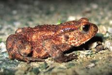 V obdobju preobrazbe se mlade žabe ne hranijo takrat izrabijo snovi, nakopičene v repu, ki med preobrazbo postopoma izgine.