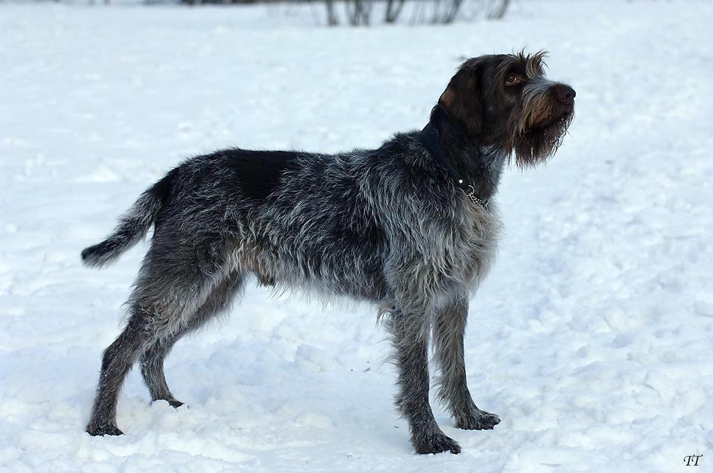 Suomen Kennelliitto- Finska Kennelklubben ry KORTHALSINGRIFFONI (GRIFFON A POIL DUR) Alkuperämaa: Ranska Ryhmä: 7 FCI:n numero: