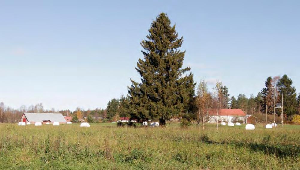 FCG SUUNNITTELU JA TEKNIIKKA OY Lehmon osayleiskaava 62 (107) Kuva 30.