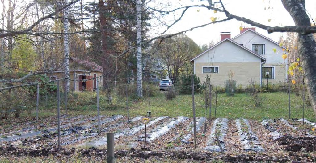 Koivukuja 9:n isolla tontilla viljellään edelleen marjoja.