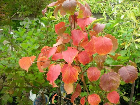 insititia Rusopajuangervo, Spiraea x billardii Pikkutalvio, Vinca minor Ussurinpäärynäpuu, Pyrus ussuriensis Kellokuusama, Kolkwitzia amabilis