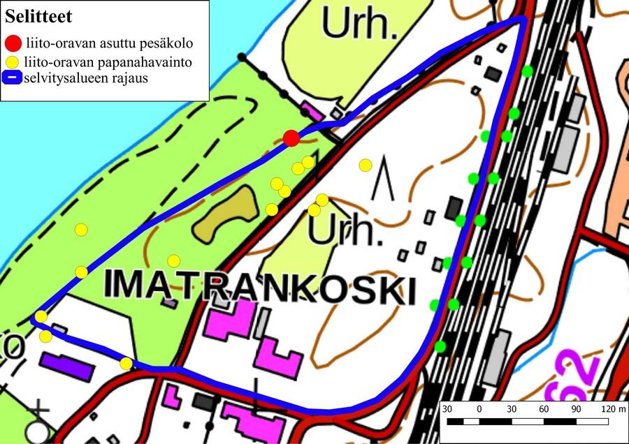 2.2. Liito-orava Selvityksessä havaittiin yhteensä satoja liito-oravan papanoita 15 puun juurelta, joista 11 oli kuusia, 3 haapoja ja 1 rauduskoivu (kuvat 7 ja 8).