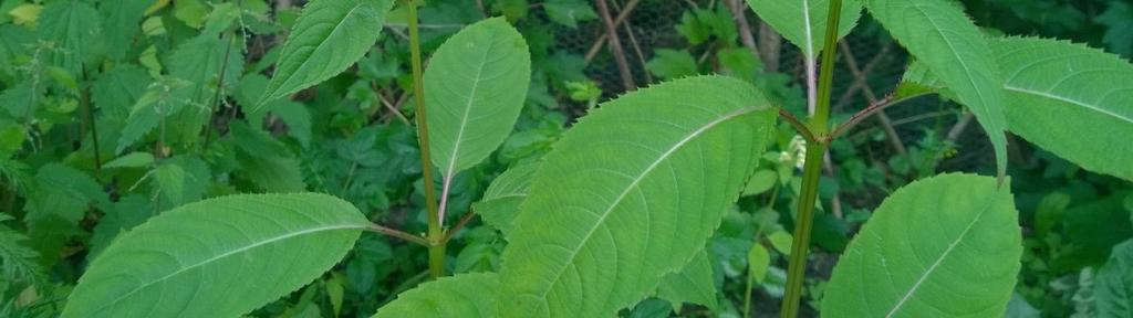 Tässä raportissa jättiputkista puhuttaessa tarkoitetaan kolmea Heracleum persicum -ryhmään kuuluvaa lajia: persianjättiputkea (H. persicum), kaukasianjättiputkea (H.