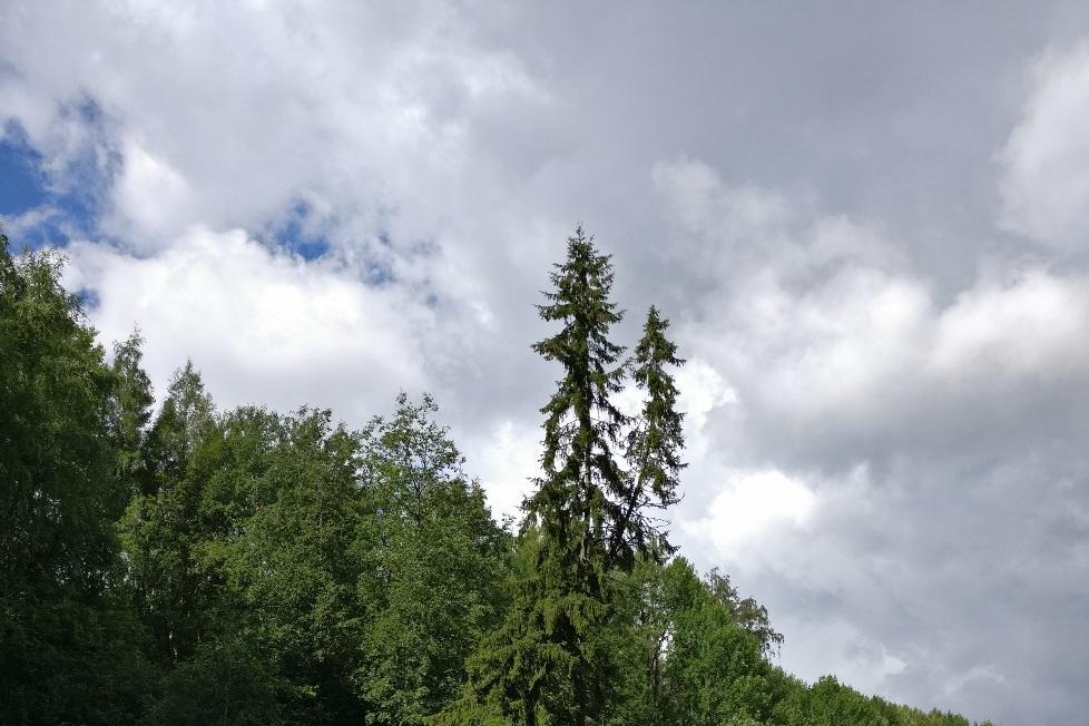 Kuva 5. Hitaan massaliikunnon taivuttama puu Jalasjoella.