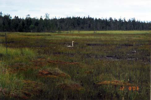 Valkopiirtoheinäinen
