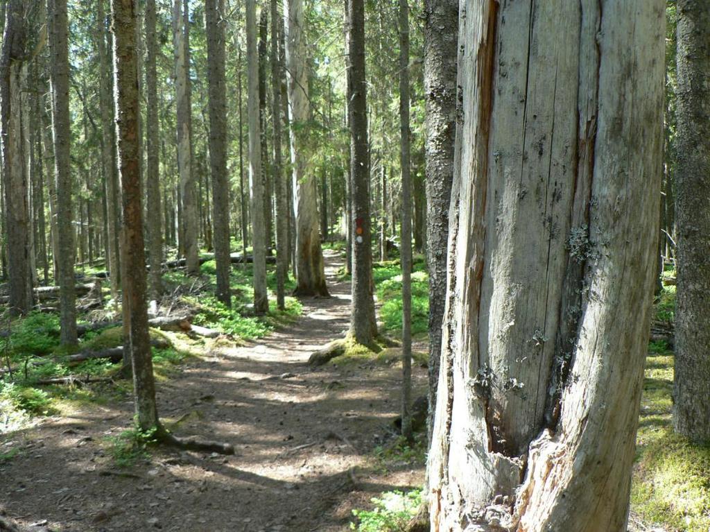 11 Kuva 2 Pyhä-Häkin aarnimetsää ja kelopuita Muita kansallispuistoon liittyviä erityispiirteitä ovat kansallispuiston omaleimaisuus ja ainutlaatuisuus, jotka näkyvät esimerkiksi koskemattomuutena,