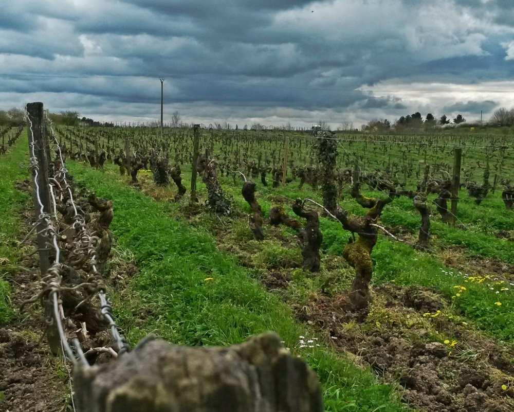 Niitä ovat esimerkiksi punainen Tannat-rypäle ja valkoiset Pe$t Courbu, Gros Manseng ja Pe$t Manseng.