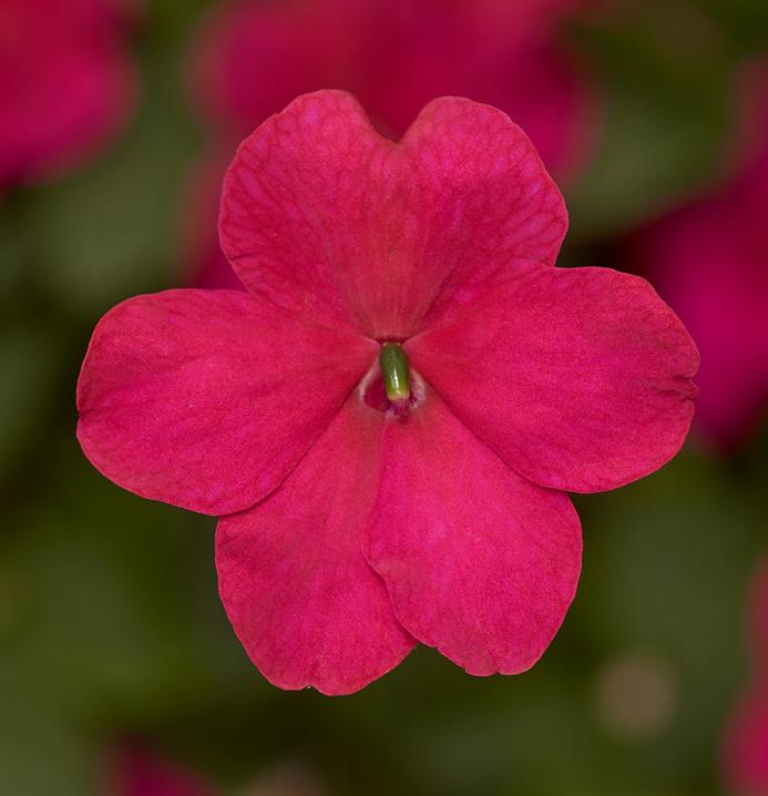 72037 Impatiens