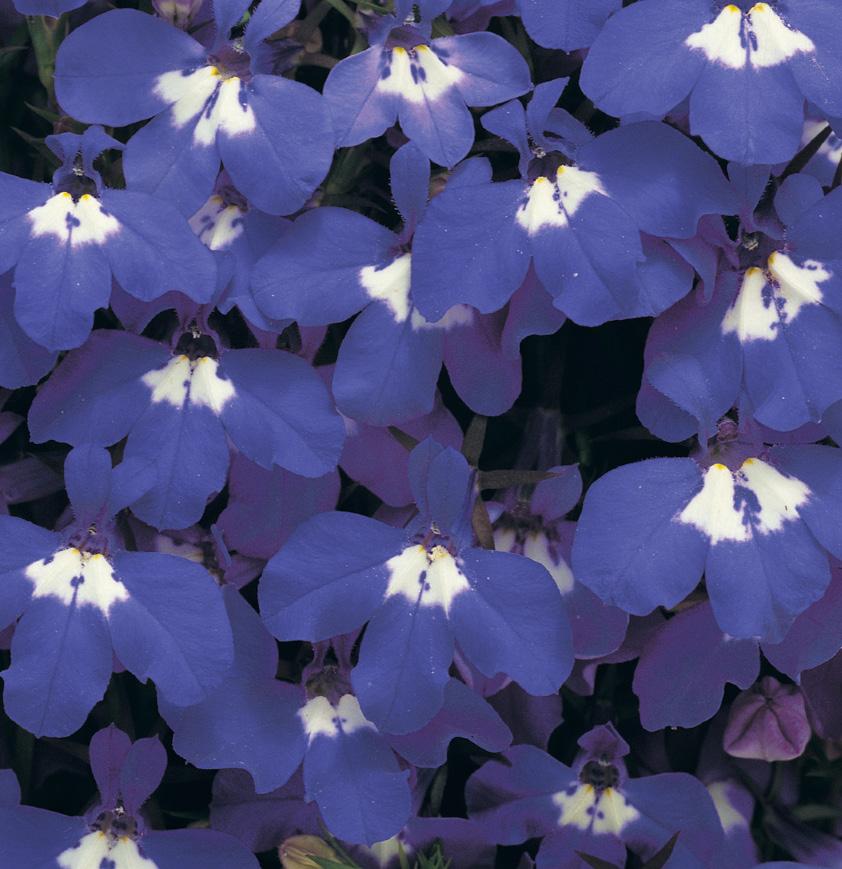 Petunia Grandiflora F1