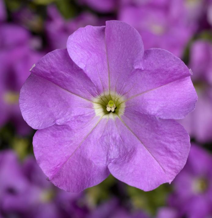 Petunia grandiflora Duvet