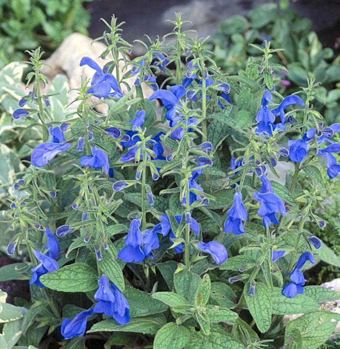 White 68989 Salvia patens