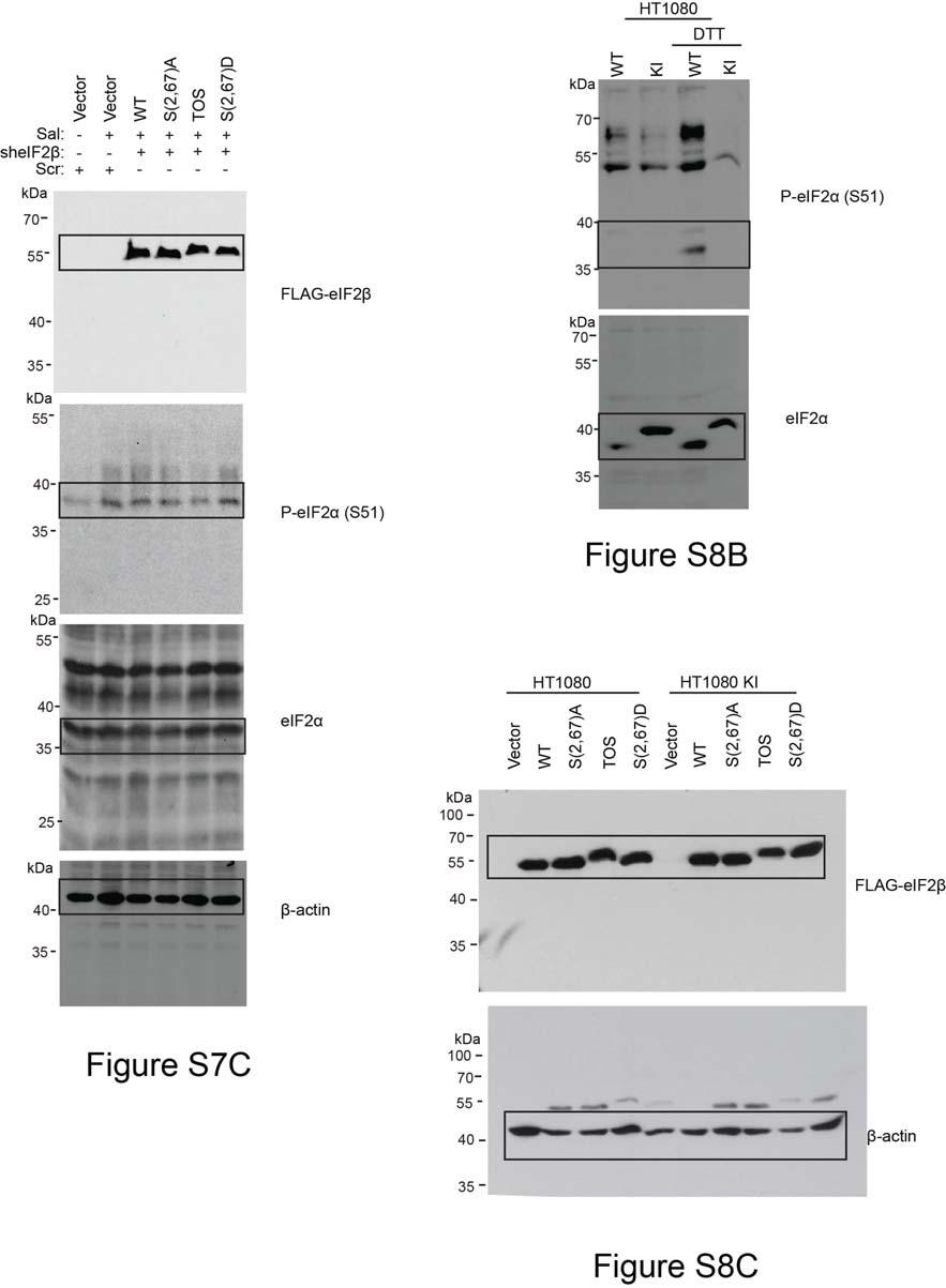 Supplementary Fig. 10 Scans of the uncropped films and images of agarose gels that were used in the manuscript.