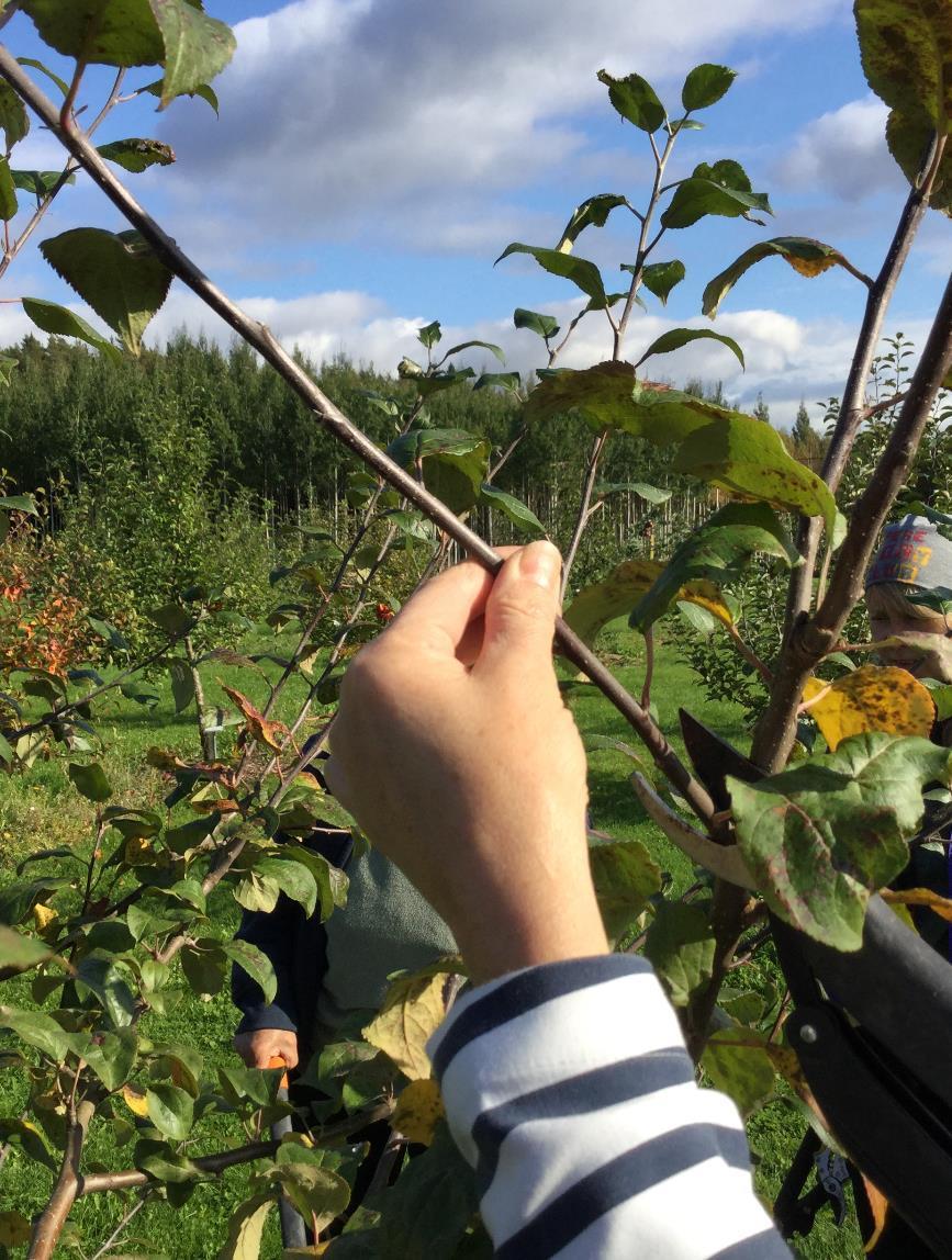 OMENAPUUN LEIKKAUS Leikkaus vauhdittaa versonkasvua, mikä kuluttaa puun voimia. Sadon alkaminen viivästyy ja talvenkestävyys heikkenee.