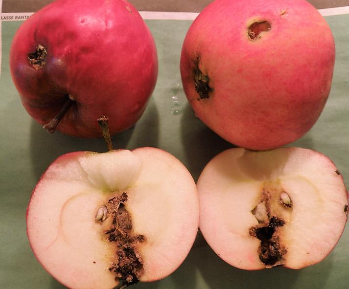 OMENAPUUN TÄRKEIMMÄT TUHOLAISET OMENAKÄÄRIÄINEN Omenakääriäinen (Cydia pomonella) on 1 cm:n pituinen, harmaan-ruskean kirjava perhonen, joka