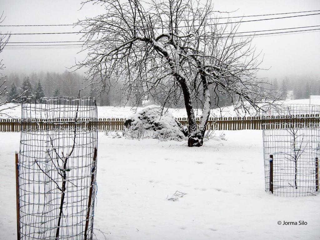 MYYRÄT JA JÄNIKSET Peltomyyrä ja kenttämyyrä syövät lumen alla nuorten hedelmäpuiden kuorta. Tuhoja voi ehkäistä suojaamalla kasvien rungot tiheäsilmäisillä verkoilla tai rungonsuojuksilla.