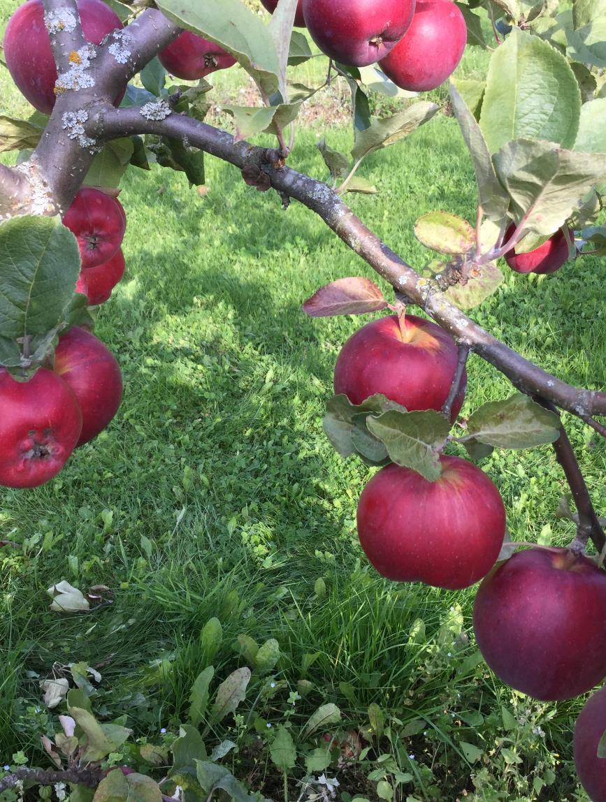 PERUSRUNKO JA JALOVERSO Omenapuu muodostuu kahdesta osasta: juuristo ja varren tyvi ovat perusrunkoa, johon jaloverso eli omenalajike on vartettu.