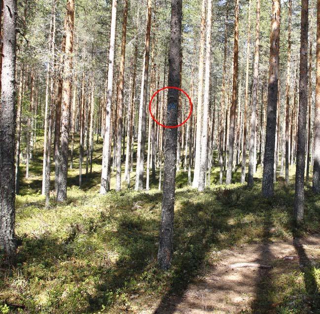 26 3.3 Opastusviestintä Työpajassa pidettiin tärkeänä kehittää alueen opasteita ja merkintöjä. Tällä hetkellä Kirveslammen pysäköintialueella olevat opasteet sieltä lähteville poluille ovat sekavat.
