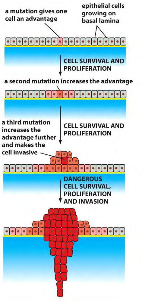 Syöpä ja geneettiset muutokset Kasvainsoluihin